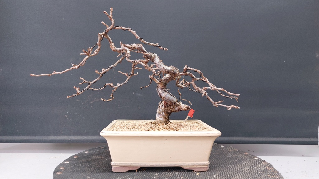 Prunus Tomentosa - Vivero - Enero 2020 20230811