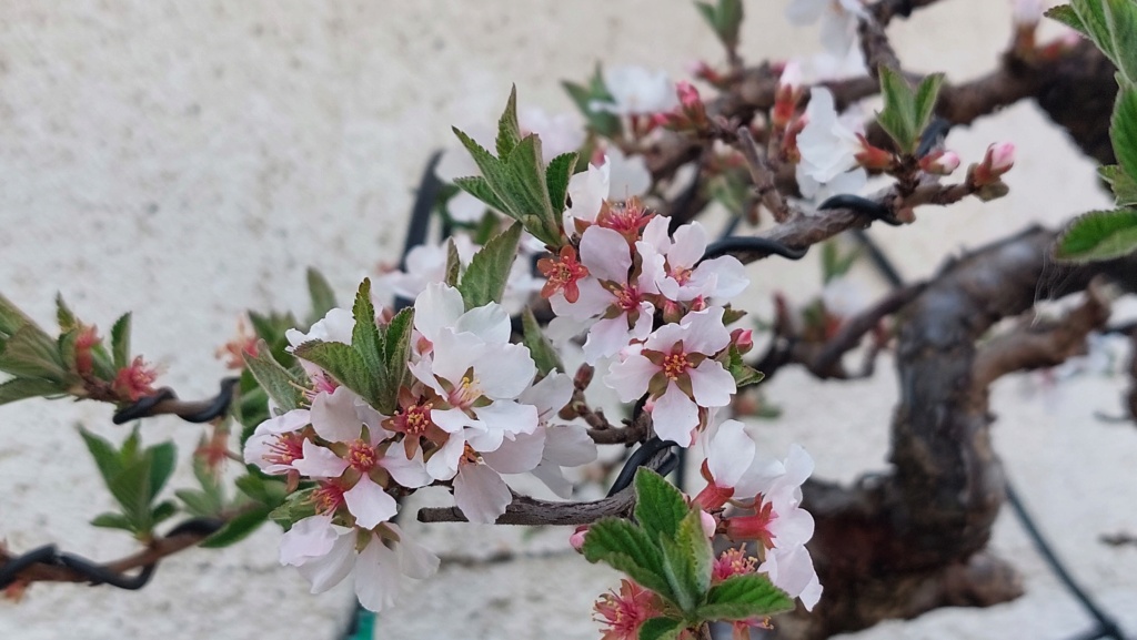 Prunus Tomentosa - Vivero - Enero 2020 20231001