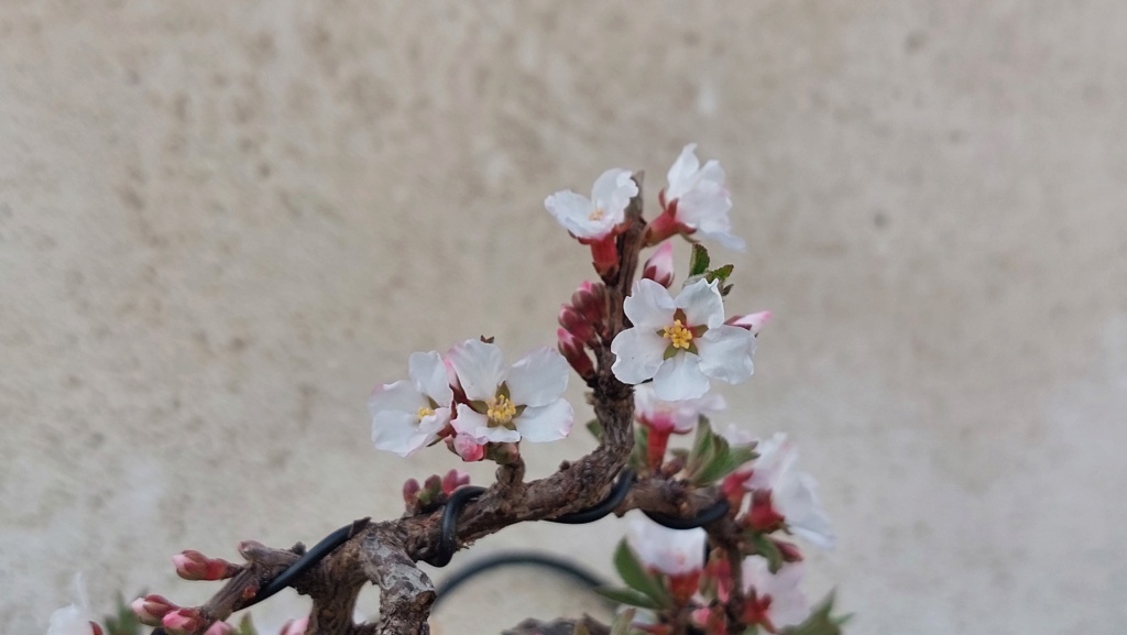 Prunus Tomentosa - Vivero - Enero 2020 20231004
