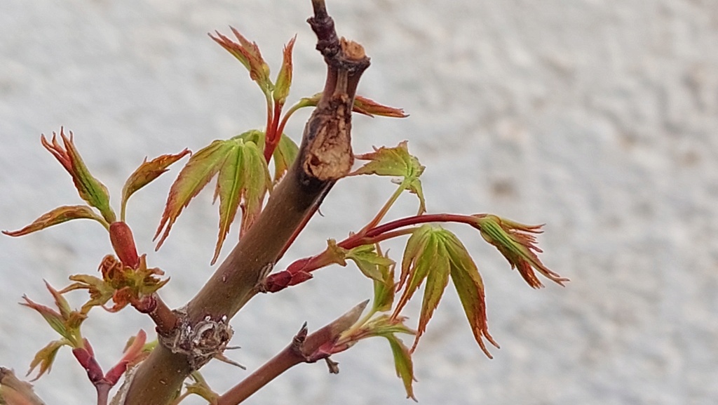 Acer Palmatum Arakawa - Semilla - SISHIKAN - Primavera 2020 20231011