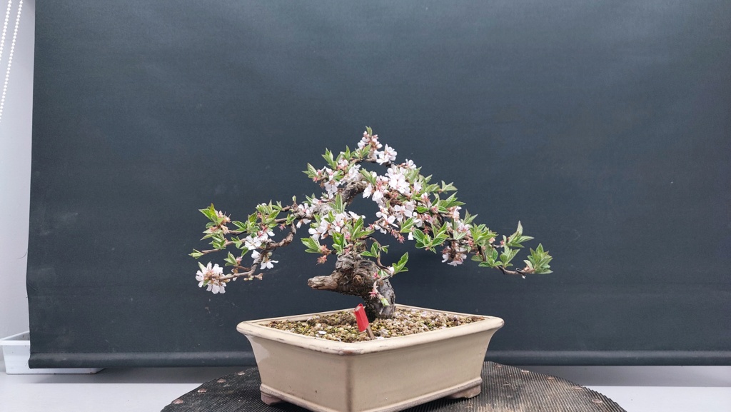 Prunus Tomentosa - Vivero - Enero 2020 20231034