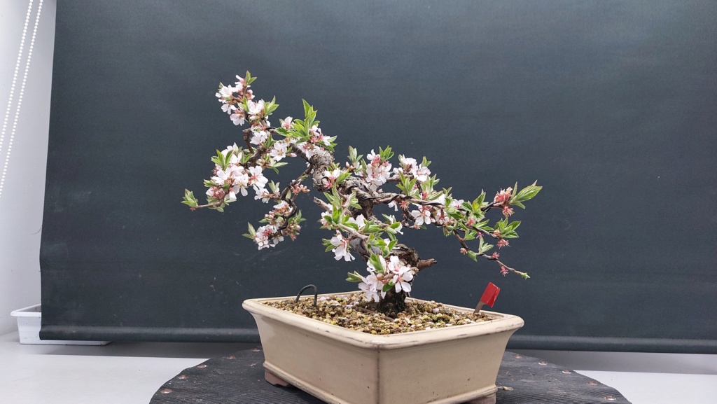 Prunus Tomentosa - Vivero - Enero 2020 20231036