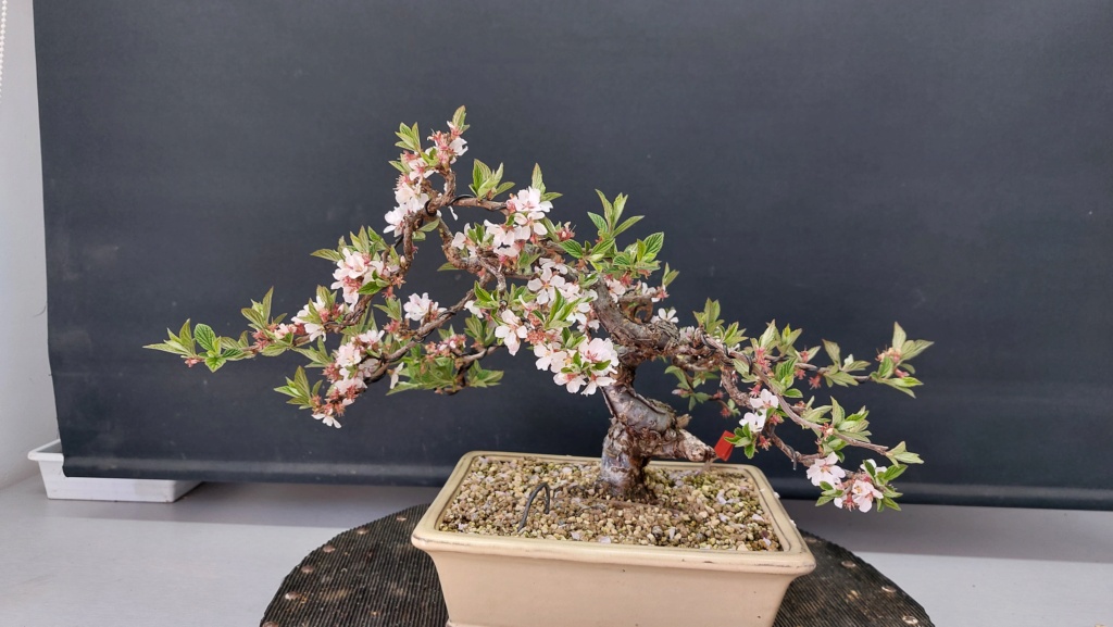 Prunus Tomentosa - Vivero - Enero 2020 20231062