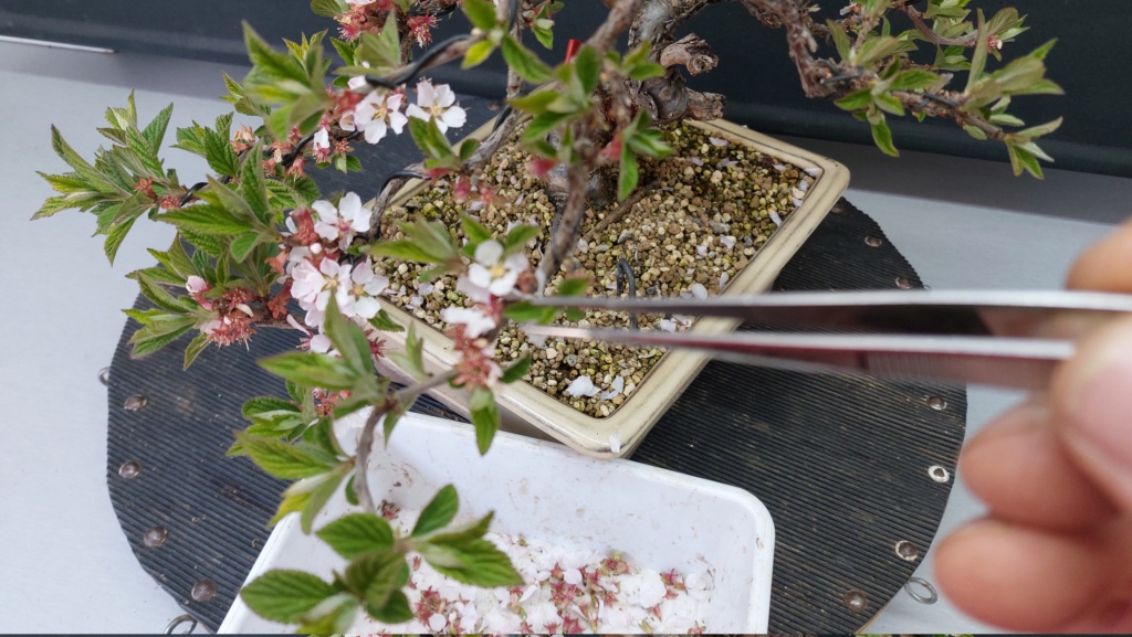 Prunus Tomentosa - Vivero - Enero 2020 20231063