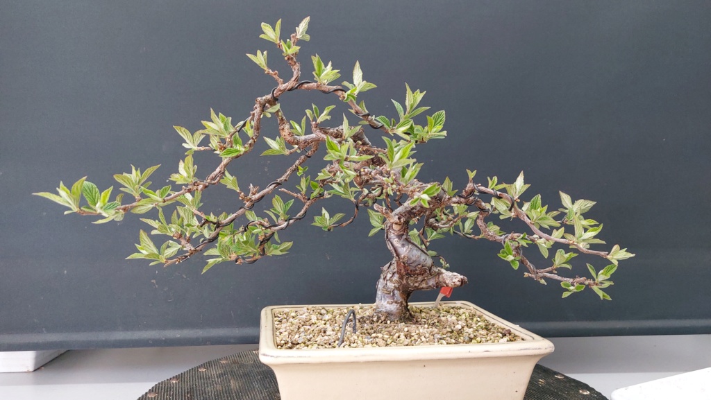 Prunus Tomentosa - Vivero - Enero 2020 20231065
