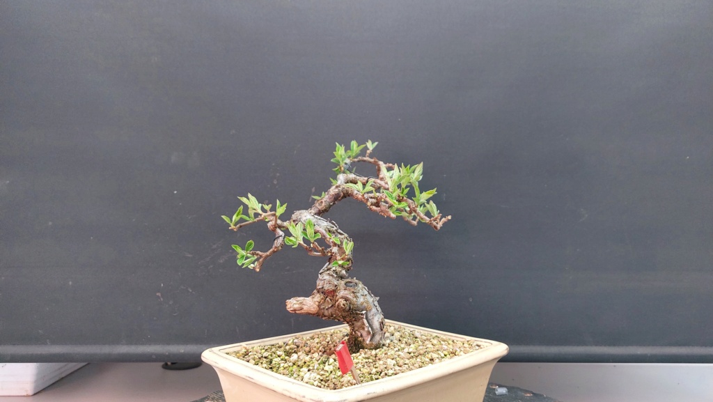 Prunus Tomentosa - Vivero - Enero 2020 20231070