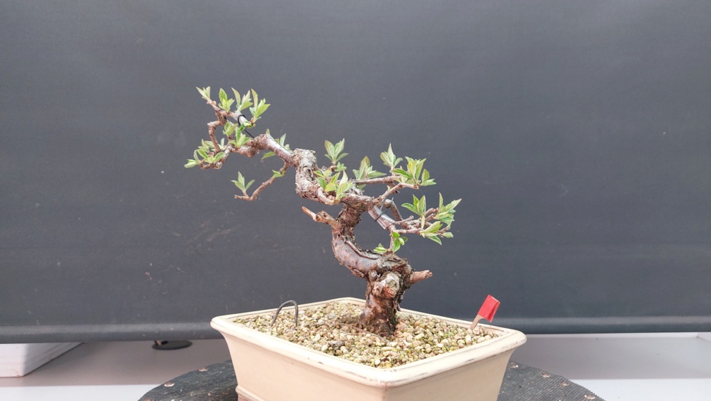 Prunus Tomentosa - Vivero - Enero 2020 20231072