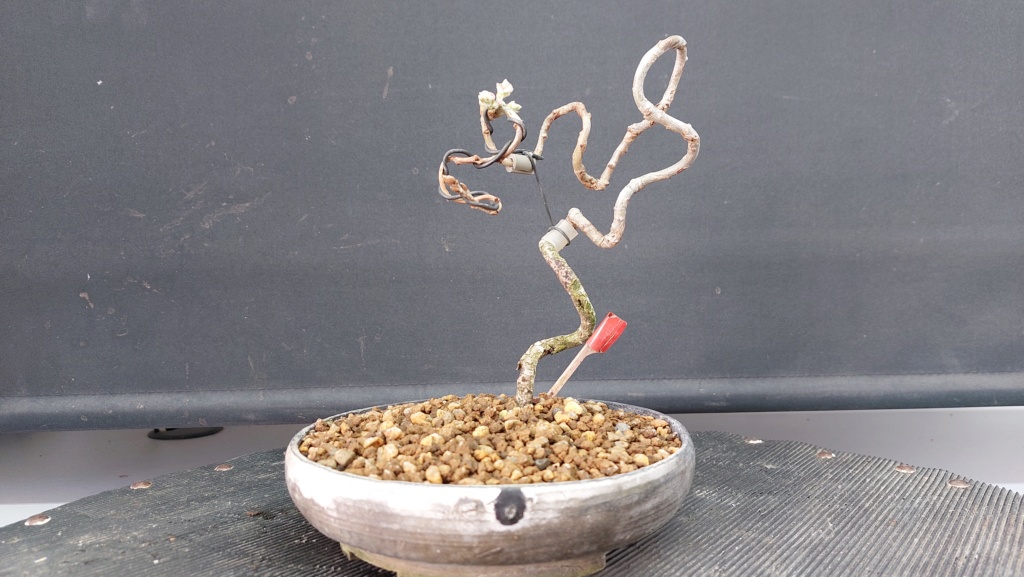 Roble - BUNJIN - Yamadori - Noviembre 2018 20231191