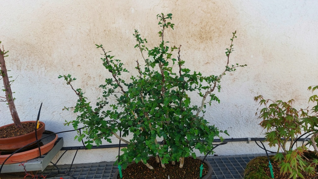 Crataegus  - BOSQUE - Regalado - Junio 2020 20231218