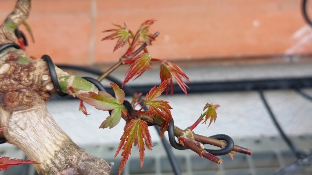 Acer Palmatum Autumn Glory - Regalado - Septiembre 2020 20231370