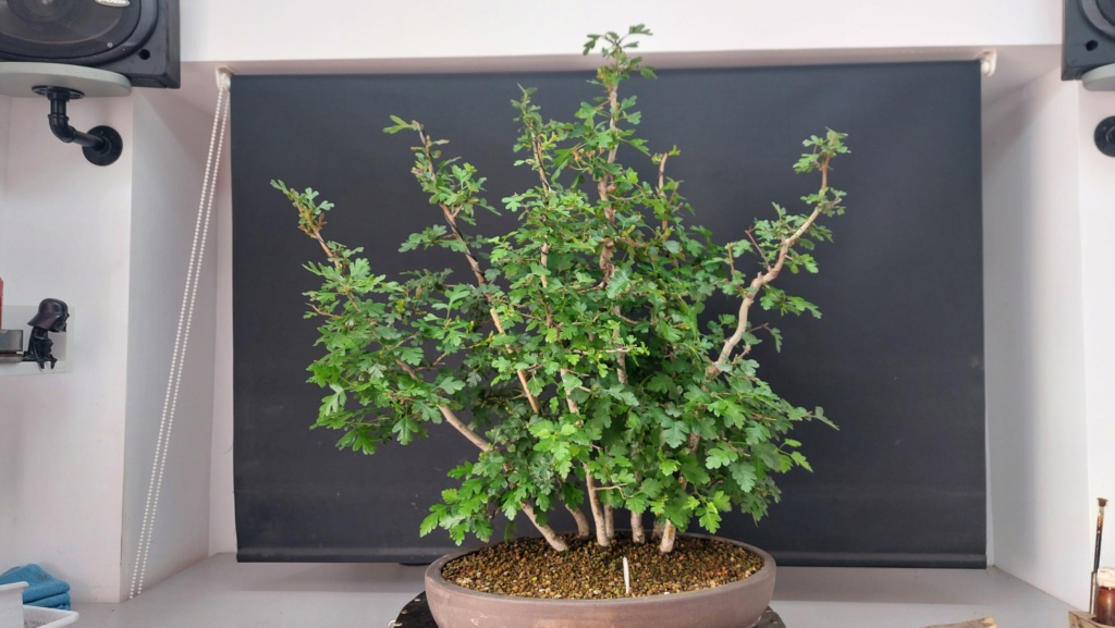 Crataegus  - BOSQUE - Regalado - Junio 2020 20231457