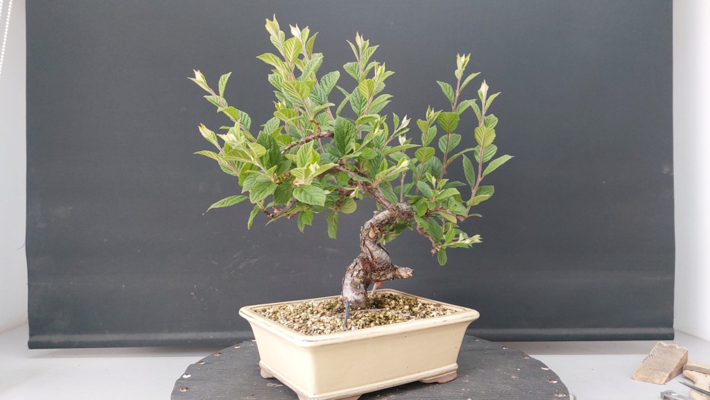 Prunus Tomentosa - Vivero - Enero 2020 20231486