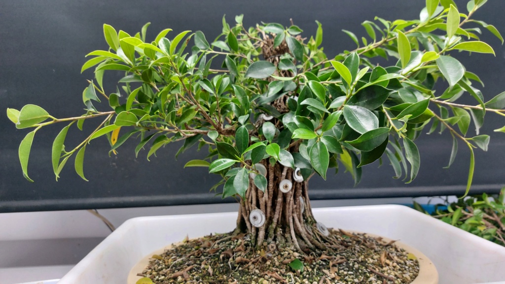 Ficus Tiger bark - EPÍFITO - Esquejes - Agosto 2017 20231602