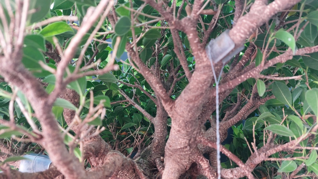 Ficus Tiger Bark - BANYAN - Vivero - Marzo 2014 20231968