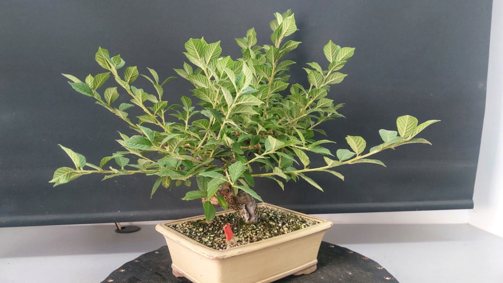 Prunus Tomentosa - Vivero - Enero 2020 20232007
