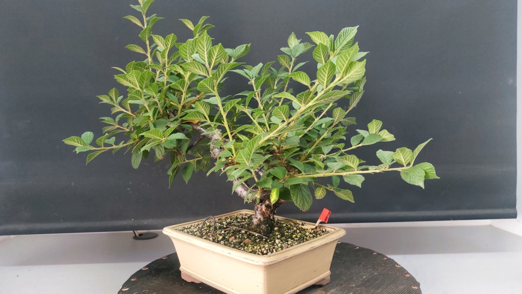 Prunus Tomentosa - Vivero - Enero 2020 20232009