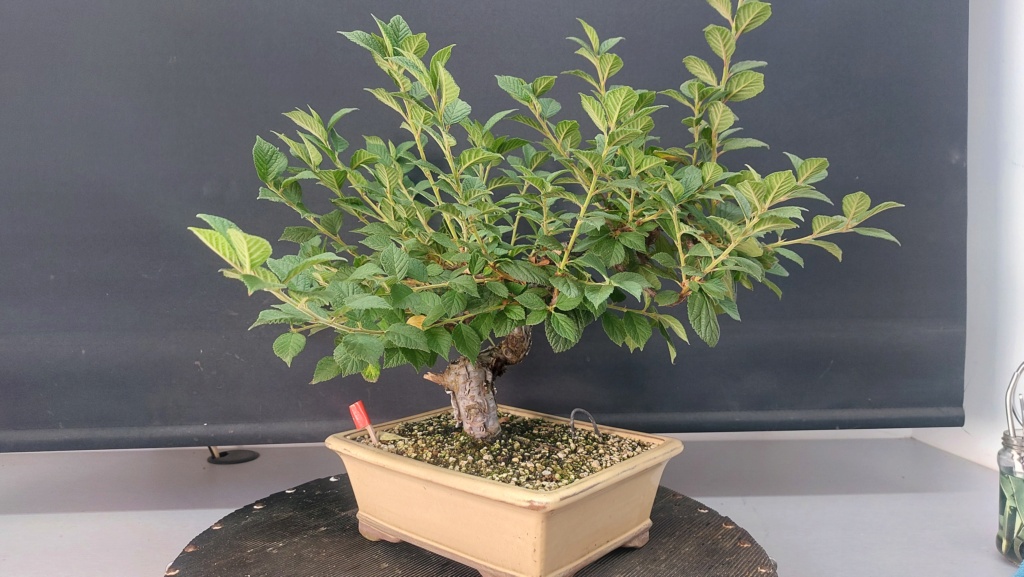 Prunus Tomentosa - Vivero - Enero 2020 20232011