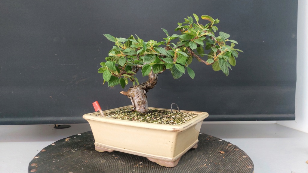 Prunus Tomentosa - Vivero - Enero 2020 20232015