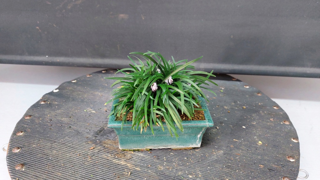 Planta de acento nº 6 - Ophiopogon japonicum minor 20232075