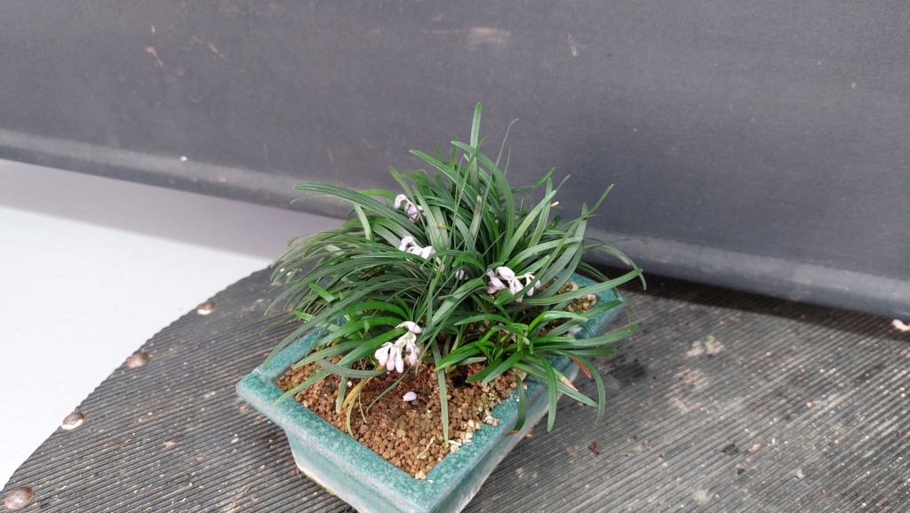 Planta de acento nº 6 - Ophiopogon japonicum minor 20232076