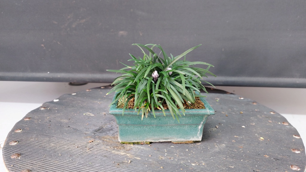Planta de acento nº 6 - Ophiopogon japonicum minor 20232077