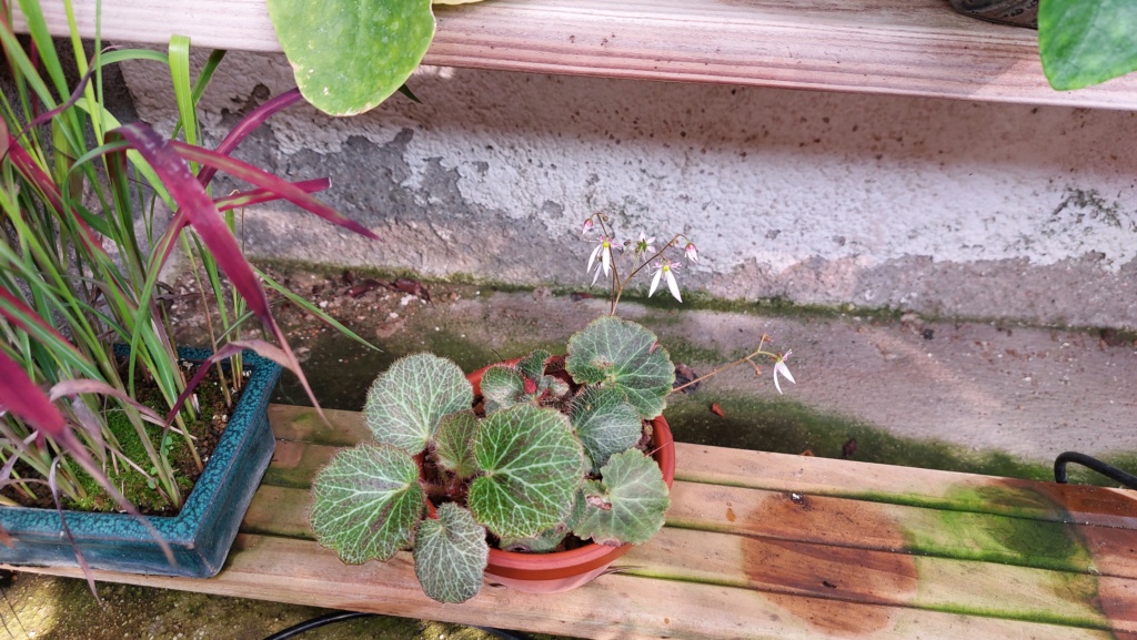 Planta de acento nº 7 - Begonia fresa 20232078