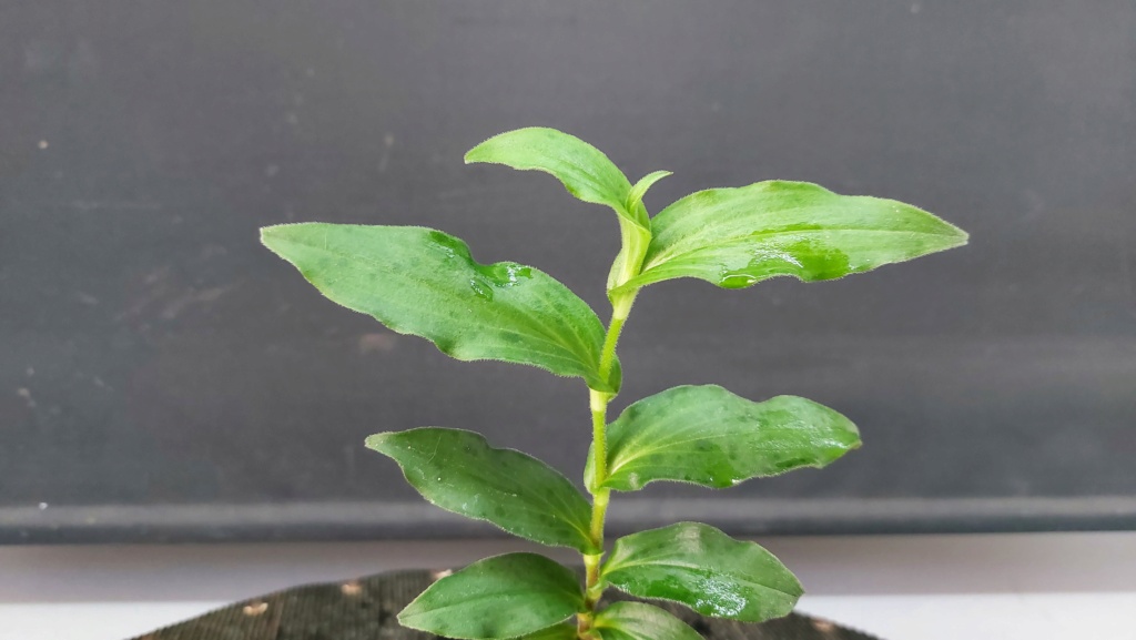 Planta de acento nº 8 - Tricyrtis formosana 20232086