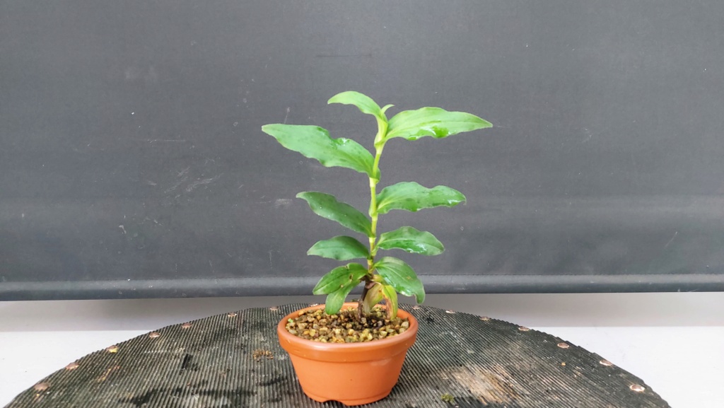 Planta de acento nº 8 - Tricyrtis formosana 20232087