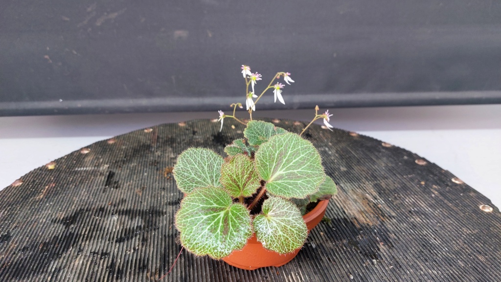 Planta de acento nº 7 - Begonia fresa 20232090