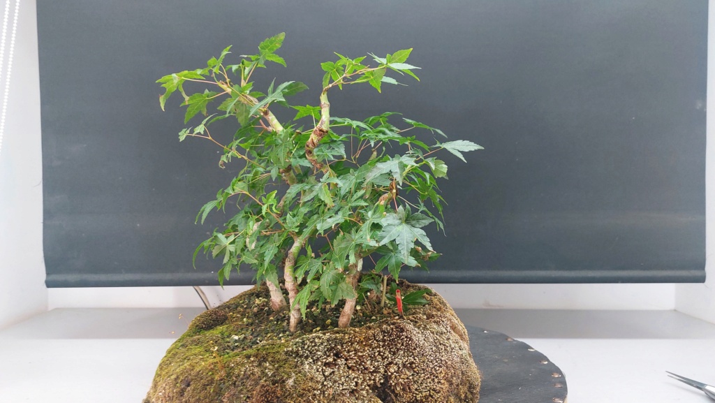 Acer Palmatum Arakawa - Semilla - SISHIKAN - Primavera 2020 20232252