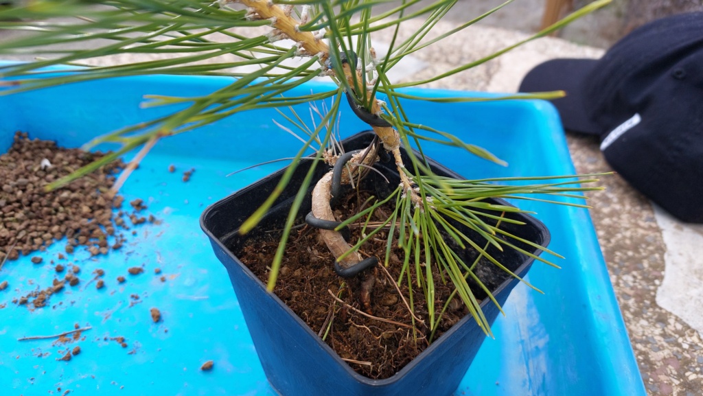 Pinus Thunbergii - Semilla - Primavera 2021 20232517