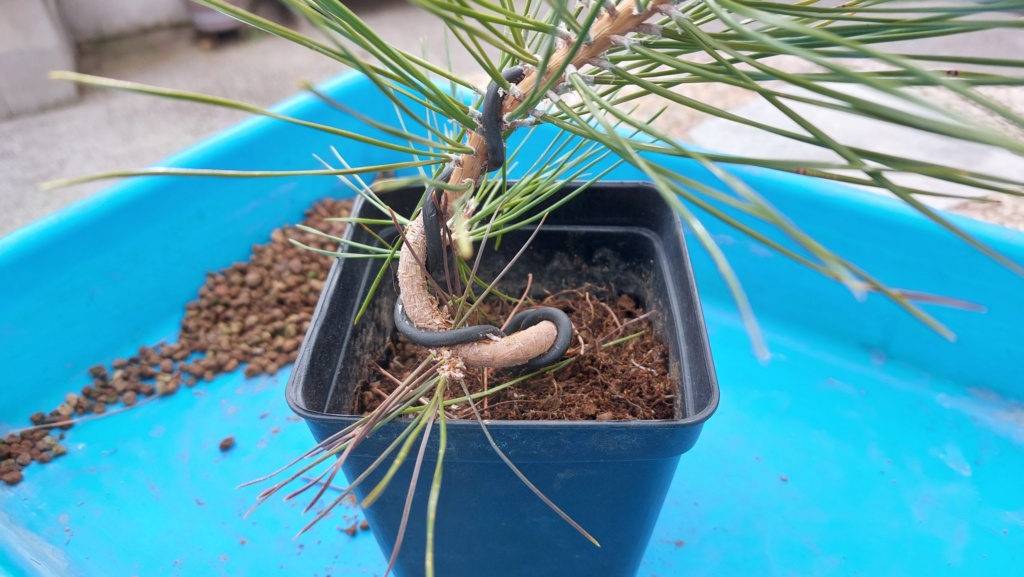 Pinus Thunbergii - Semilla - Primavera 2021 20232519