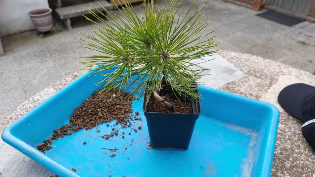 Pinus Thunbergii - Semilla - Primavera 2021 20232520