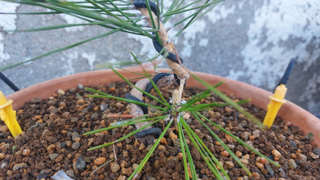Pinus Thunbergii - Semilla - Primavera 2021 20232533