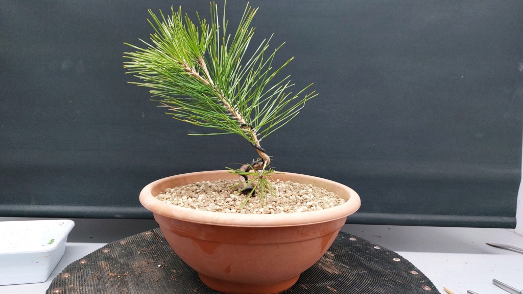 Pinus Thunbergii - Semilla - Primavera 2021 20232535