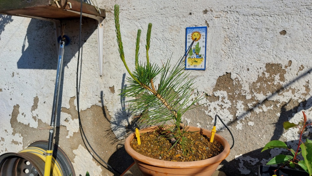 Pinus Thunbergii - Semilla - Primavera 2021 20232538