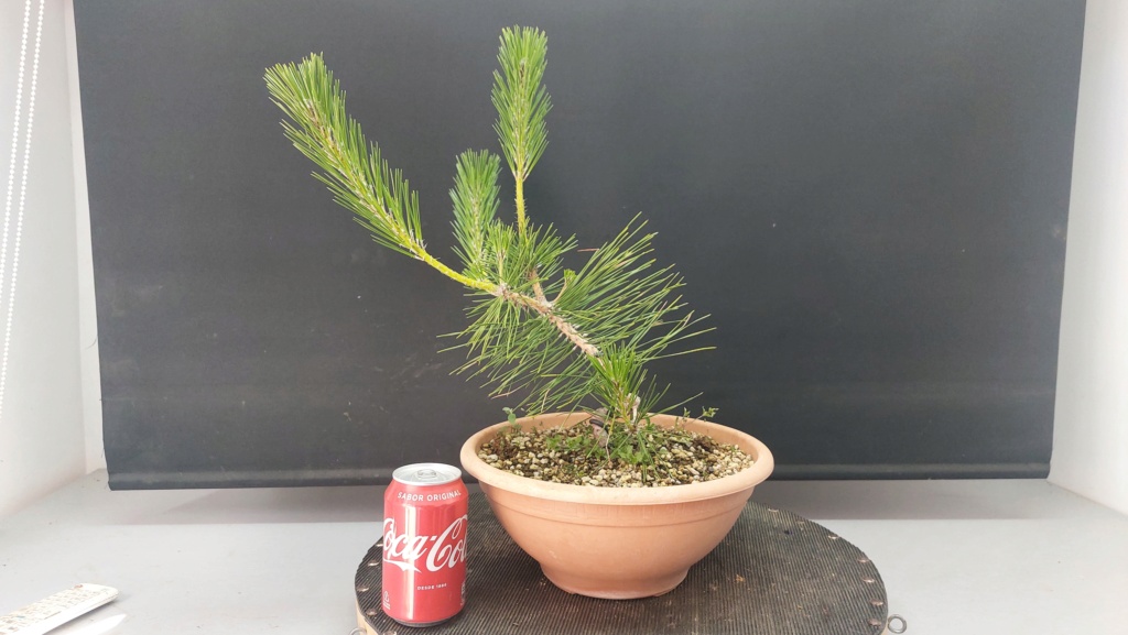 Pinus Thunbergii - Semilla - Primavera 2021 20232539