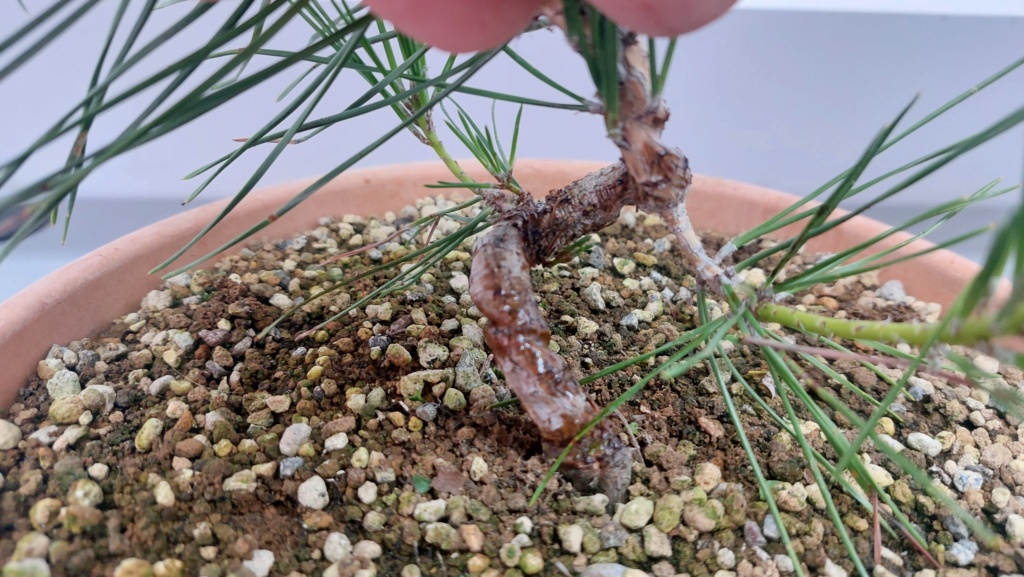 Pinus Thunbergii - Semilla - Primavera 2021 20232546
