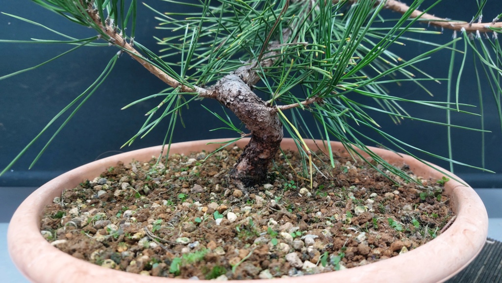 Pinus Thunbergii - Semilla - Primavera 2021 20232552