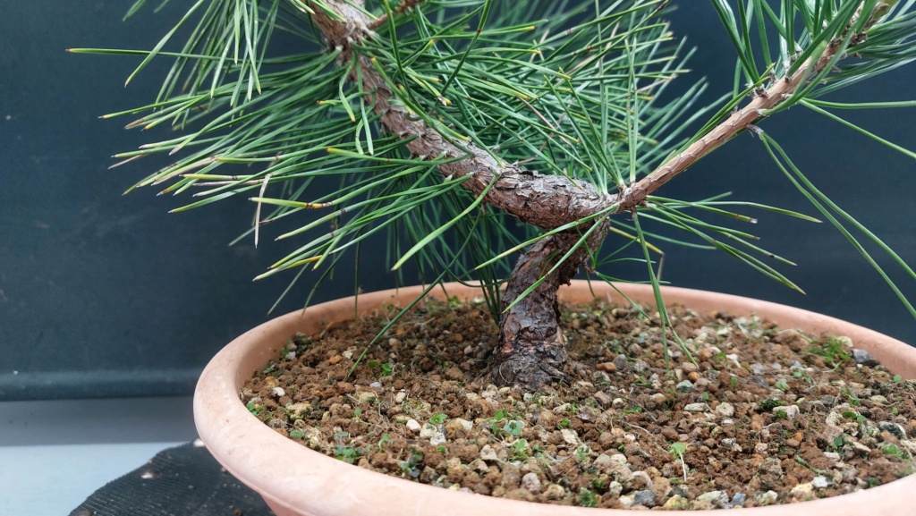 Pinus Thunbergii - Semilla - Primavera 2021 20232553