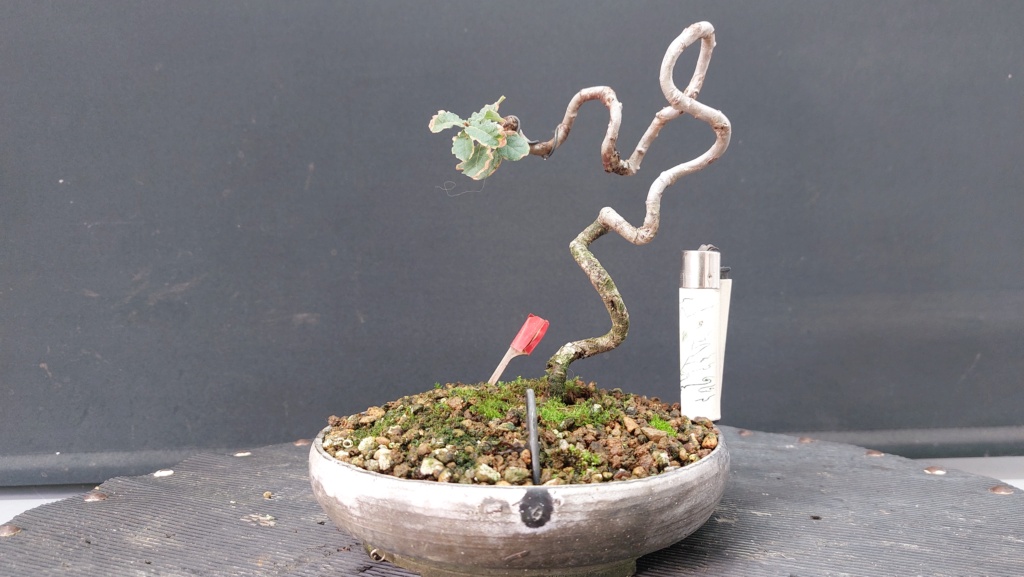 Roble - BUNJIN - Yamadori - Noviembre 2018 20232608