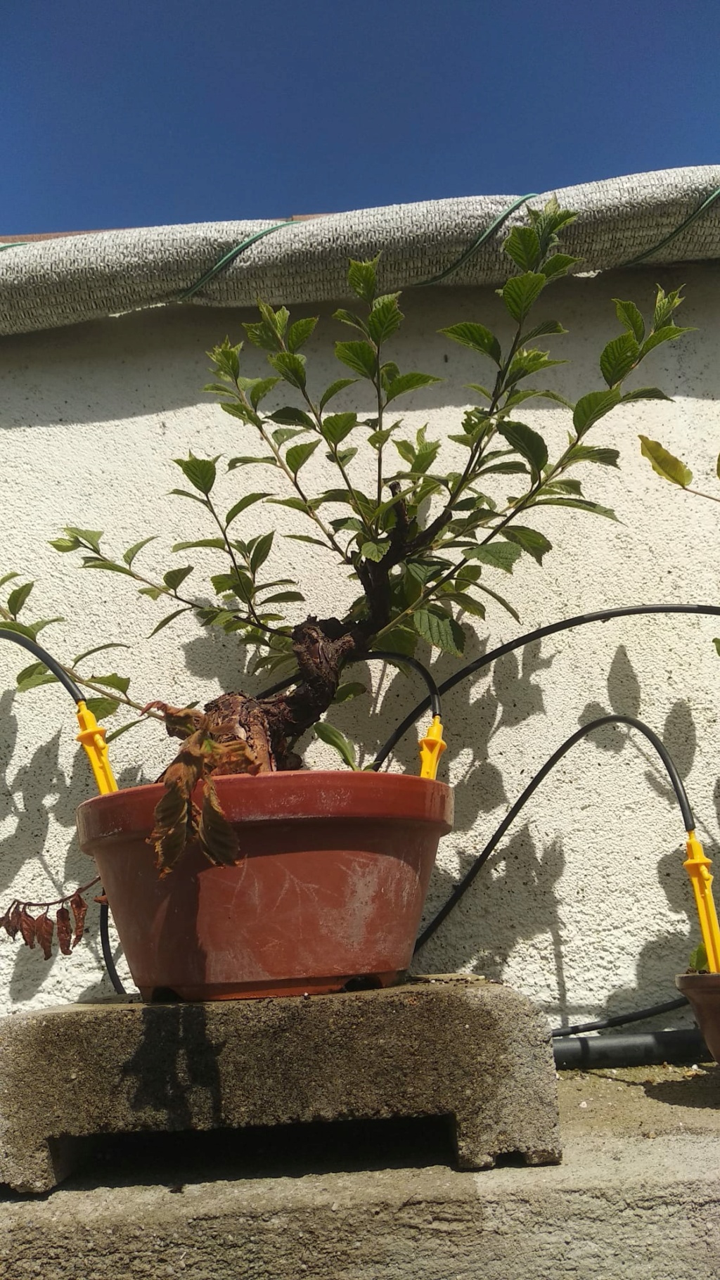 Prunus Tomentosa - Vivero - Enero 2020 Img-2047