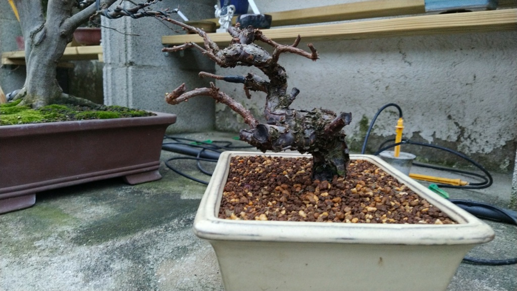 Prunus Tomentosa - Vivero - Enero 2020 Img-2052