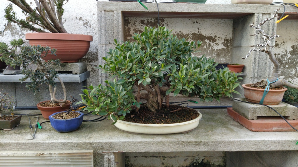 Ficus Tiger Bark - BANYAN - Vivero - Marzo 2014 Img-2069