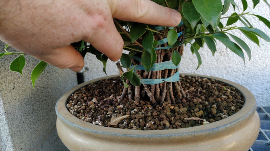 Ficus Tiger bark - EPÍFITO - Esquejes - Agosto 2017 Img-2156