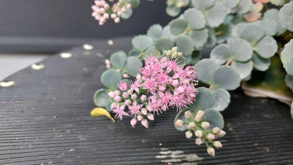 Planta de acento nº 1 - Sedum sieboldi regel Img-2261