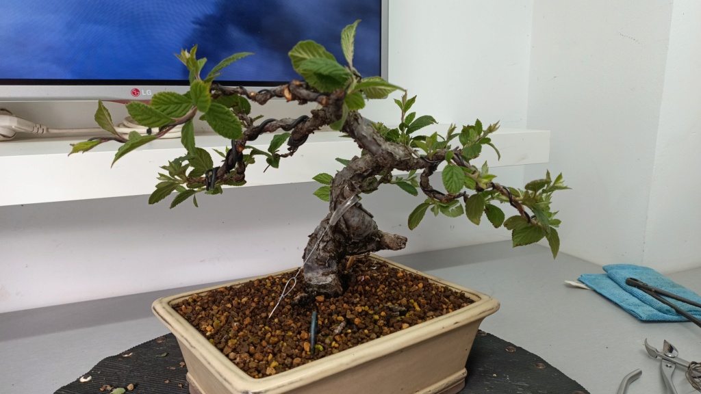 Prunus Tomentosa - Vivero - Enero 2020 Img-2442