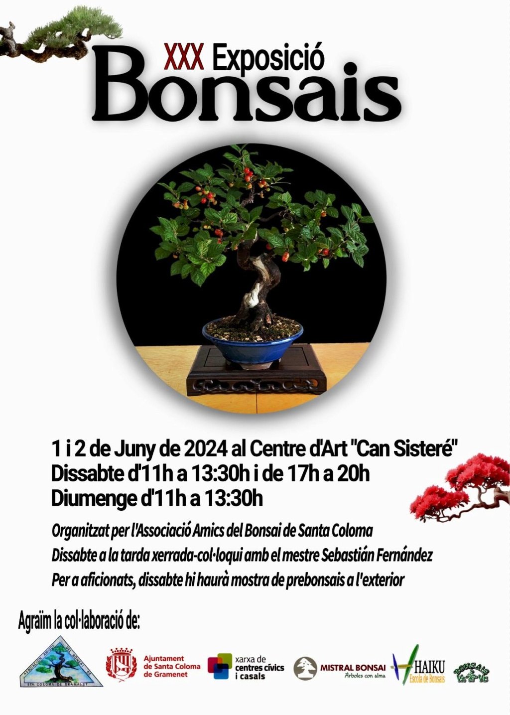 01-02/06/2024 - XXX Exposició de Bonsais - Sta. Coloma de Gramenet Img-2443
