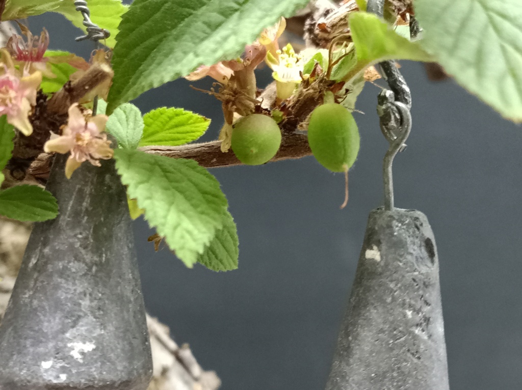 Prunus Tomentosa - Vivero - Enero 2020 Img_1057