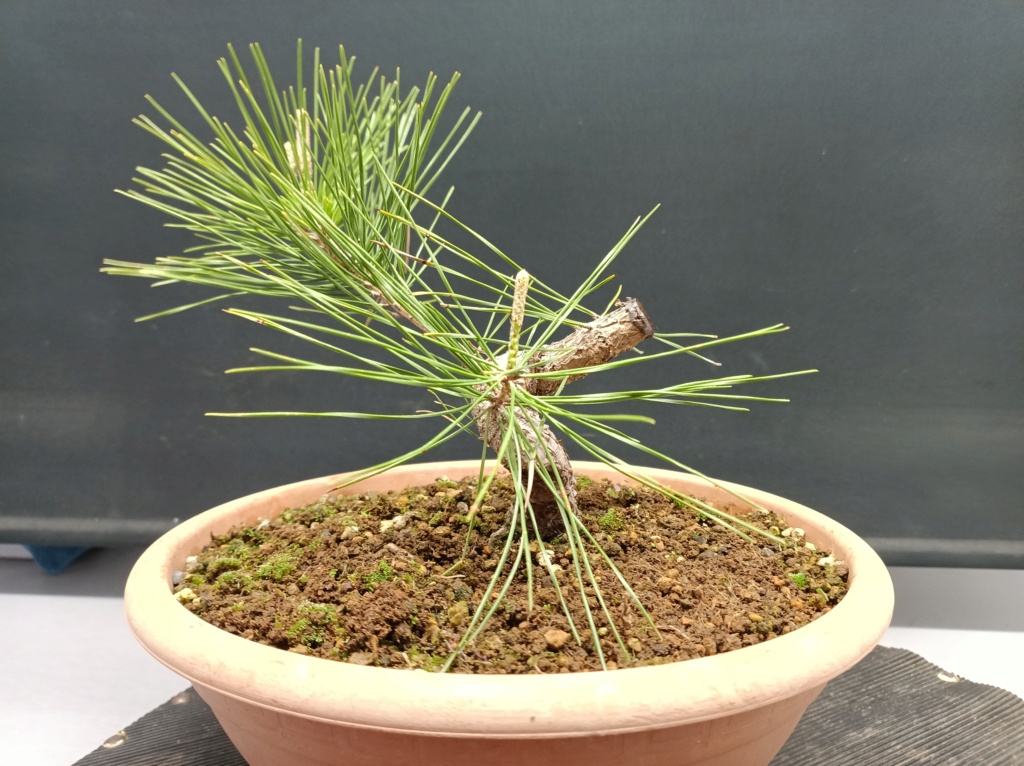 Pinus Thunbergii - Semilla - Primavera 2021 Img_1072